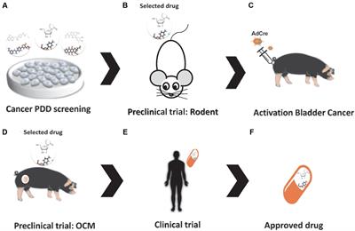 The Oncopig Cancer Model as a Complementary Tool for Phenotypic Drug Discovery